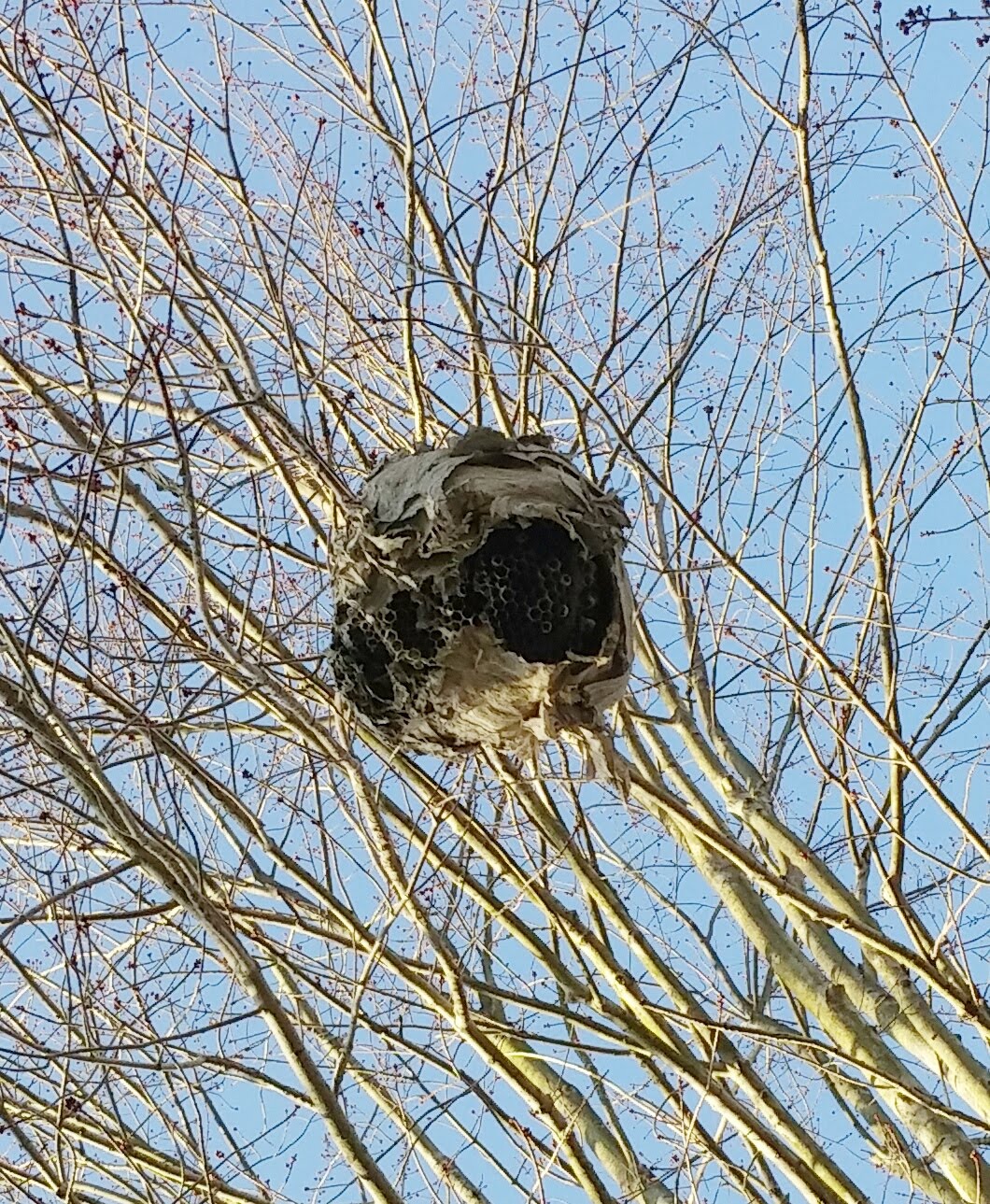 hornets nest in tree