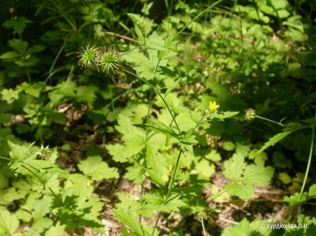 сорняк 7. сорняк 7. бодяк шерстистый. пастернак (pastinaca sativa). сорняк 7.