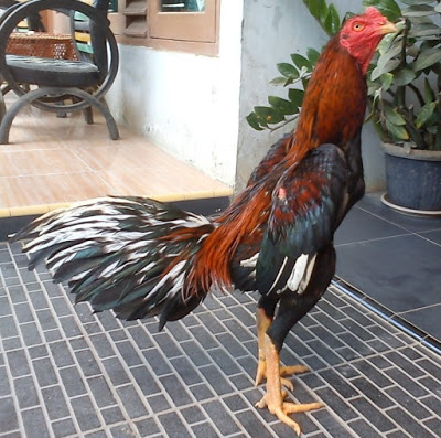 Cara Melatih Otot, Stamina, Tenaga, Pukulan Ayam Aduan Bangkok dll