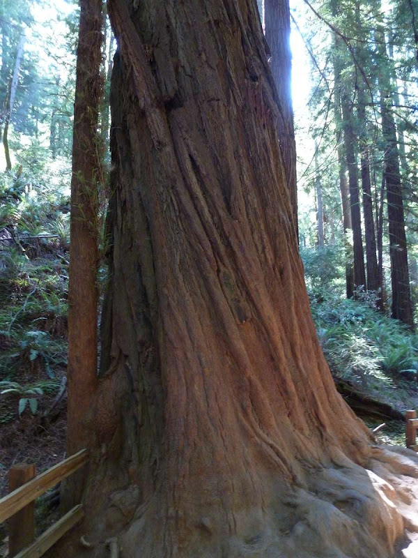 11: Muir Woods - Golden Gate - Driving me ... USA (4)