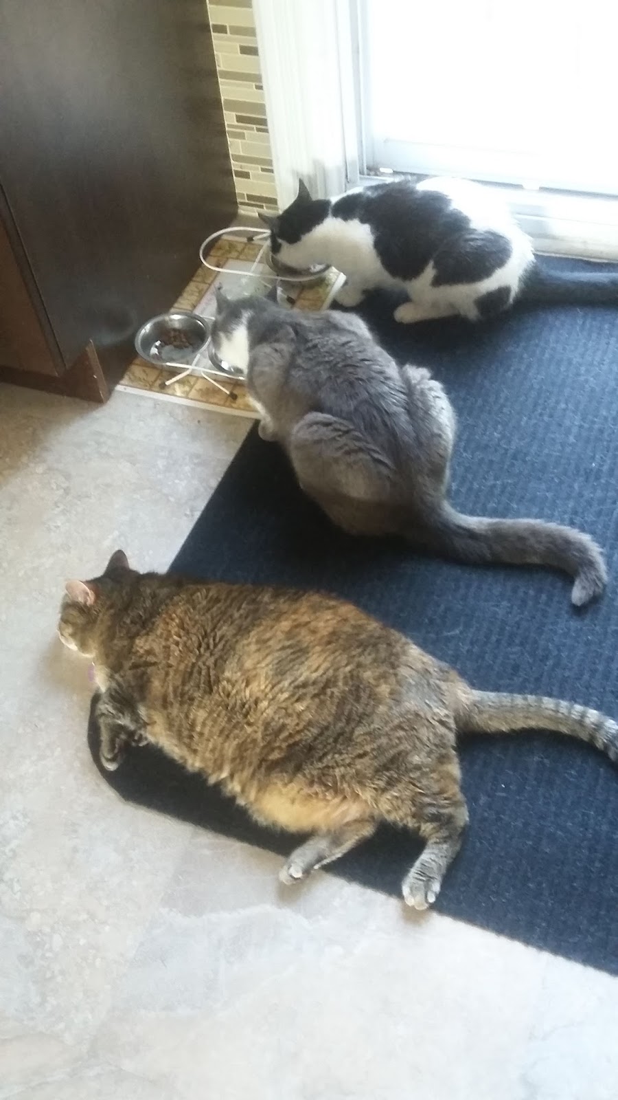 Vinegar Uses How to Get Cat Pee Smell Out of Carpet with Vinegar