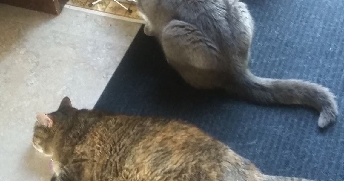 Vinegar Uses How to Get Cat Pee Smell Out of Carpet with Vinegar