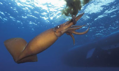 Calamari giganti rischio estinzione