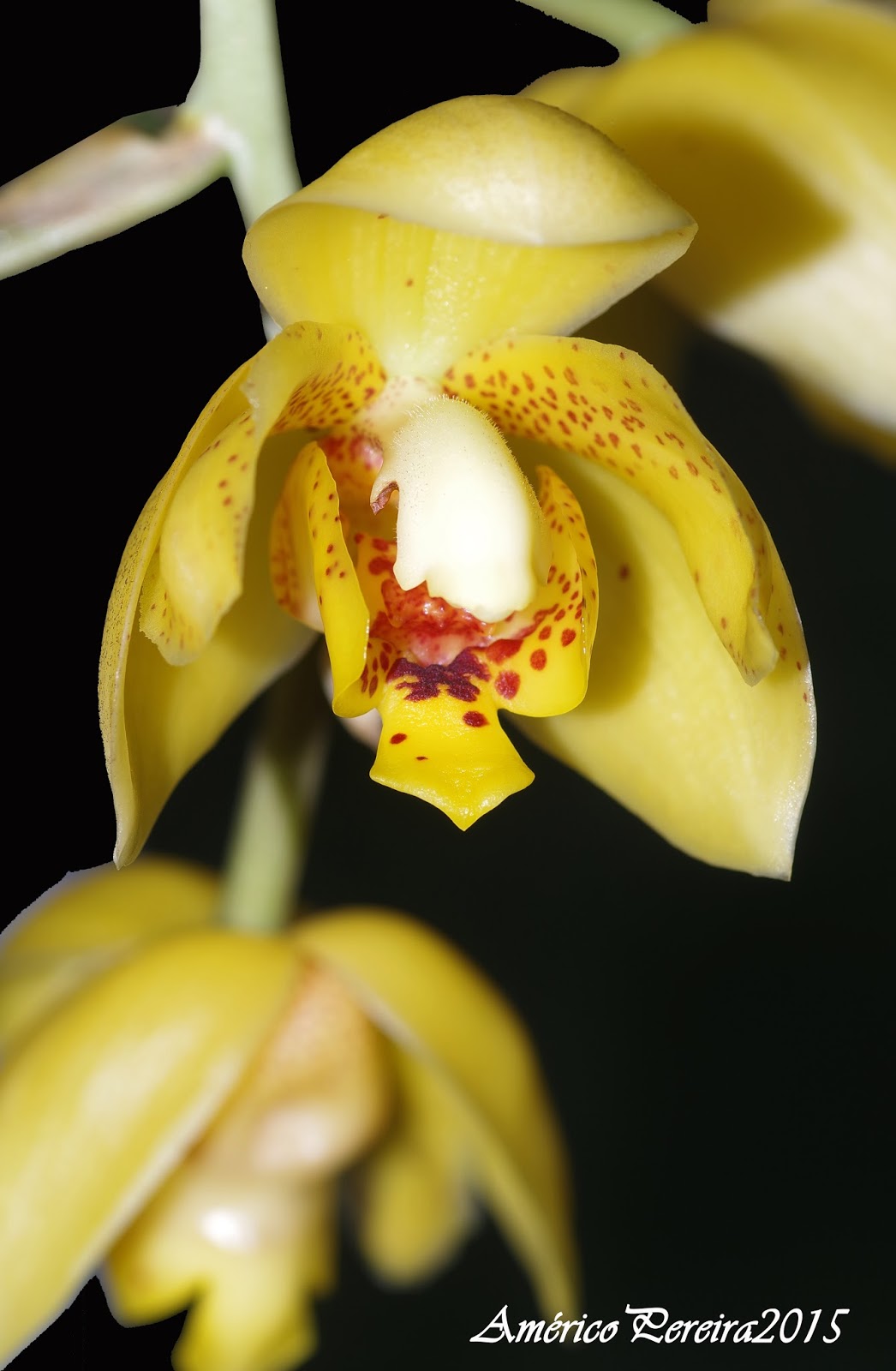 Orquídeas soltas: Acineta densa
