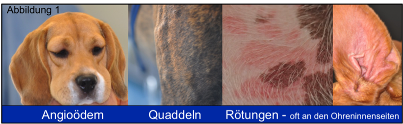 Tierdermatologie in Zürich