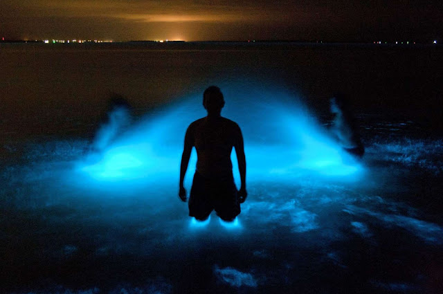 Praias bioluminescentes que encantam elfandarilha