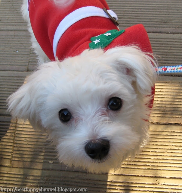 Cute dog in a Christmas costume