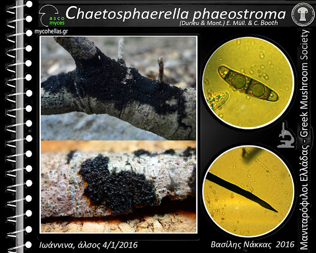 Chaetosphaerella phaeostroma (Durieu & Mont.) E. Müll. & C. Booth
