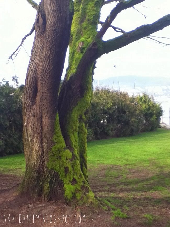 Mossy trees in Vancouver