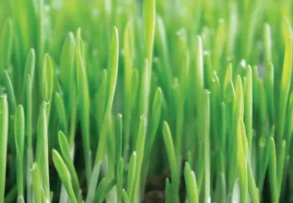 陽台上的抗癌藥 陽台上的抗癌藥