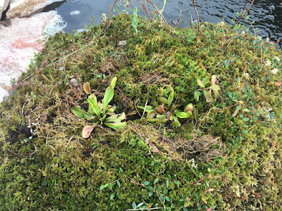Venus flytrap - Dionaea muscipula carnivorous plant grow and care