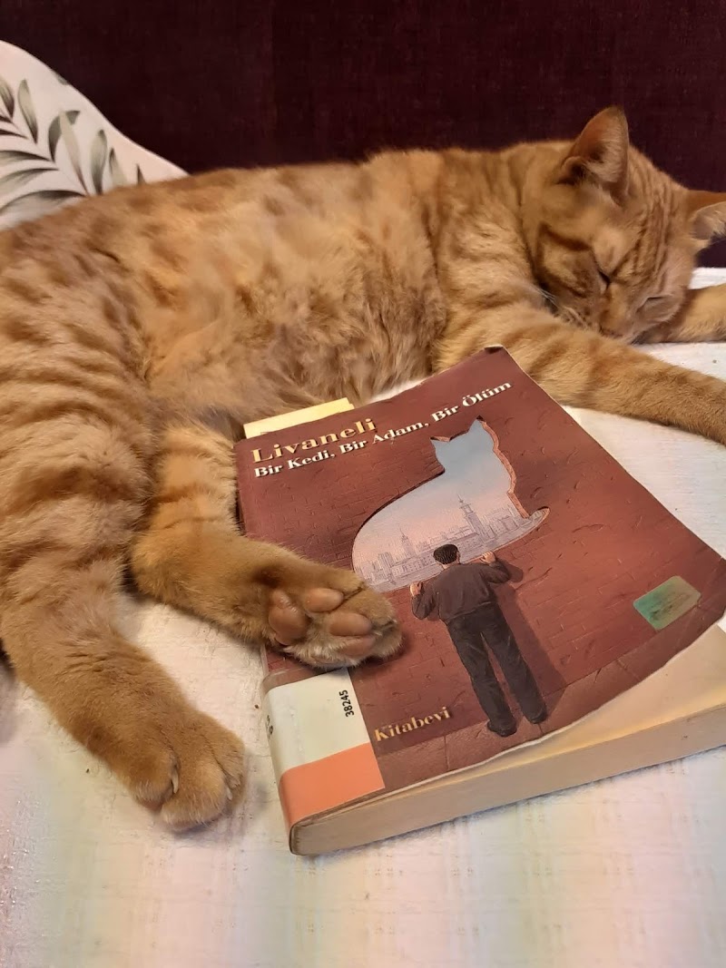 Bir Kedi, Bir Adam, Bir Ölüm - Zülfü Livaneli - Kitap Yorumu