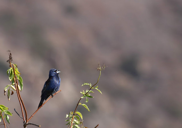 Blue Grosbeak Blue Grosbeak