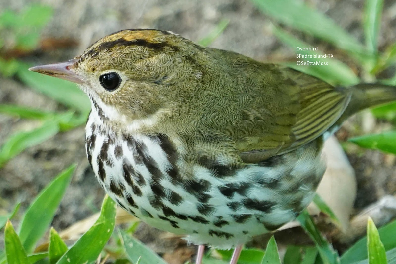 Birds and Nature: Ovenbird-up close and personal