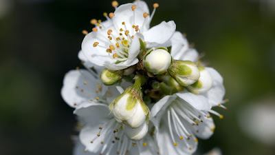 planta-cuajada-de-florecillas-blancas