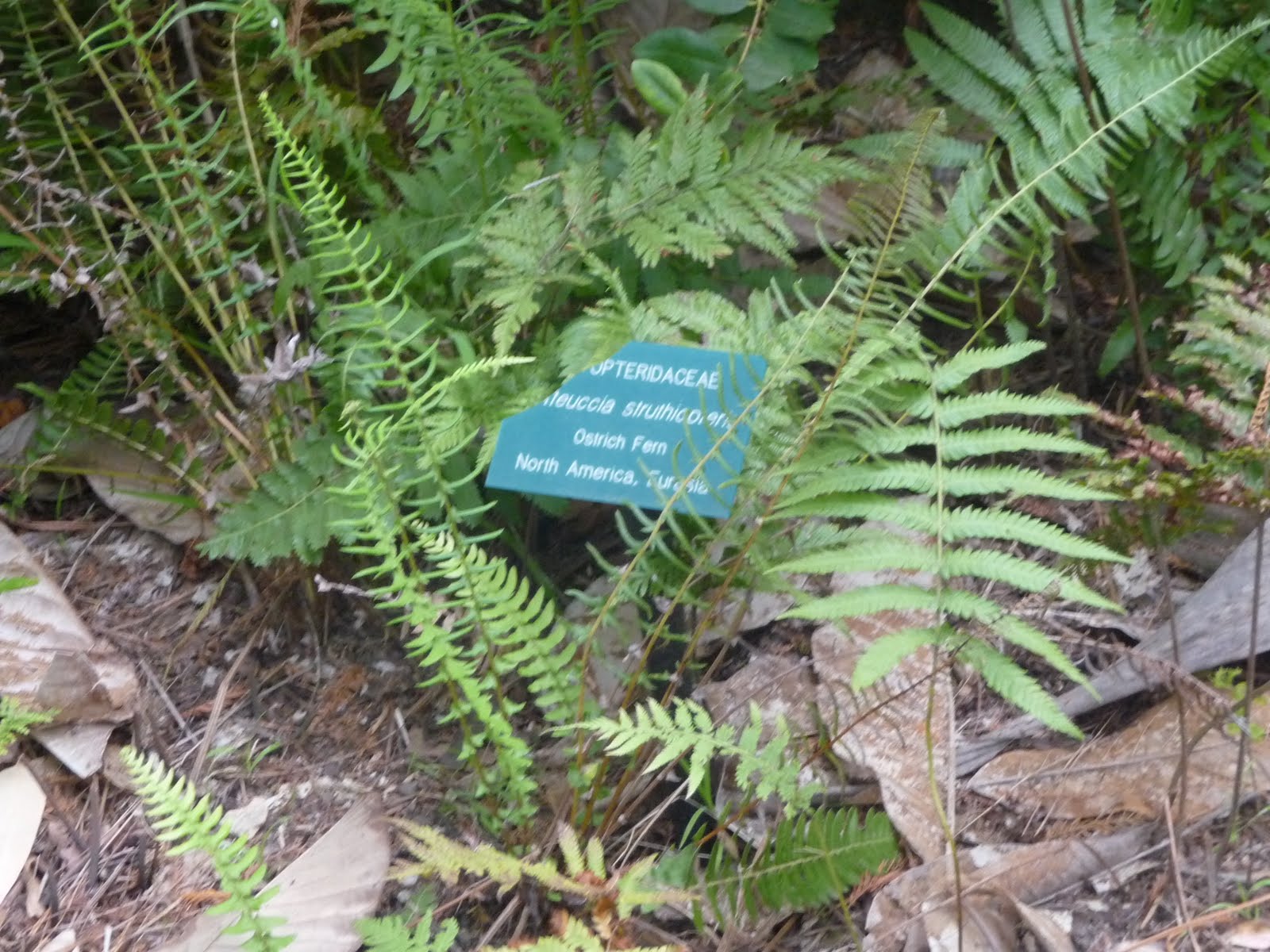 Virtual Plant Collection: Ostrich Fern