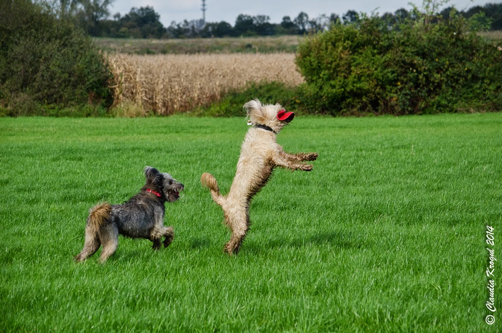 dickydackelblog Fremde Hunde beim Spielen fotografiert