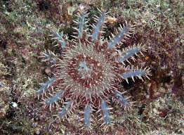 Acanthaster ellisii Acanthaster ellisii