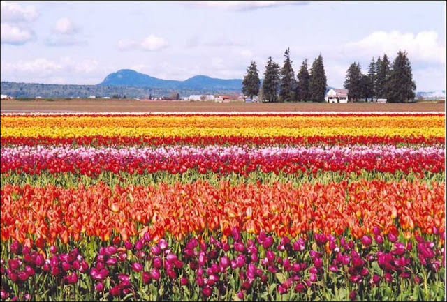 Pemandangan Bunga Tulip