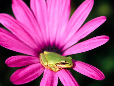 frog on flower normal resolution hd wallpaper