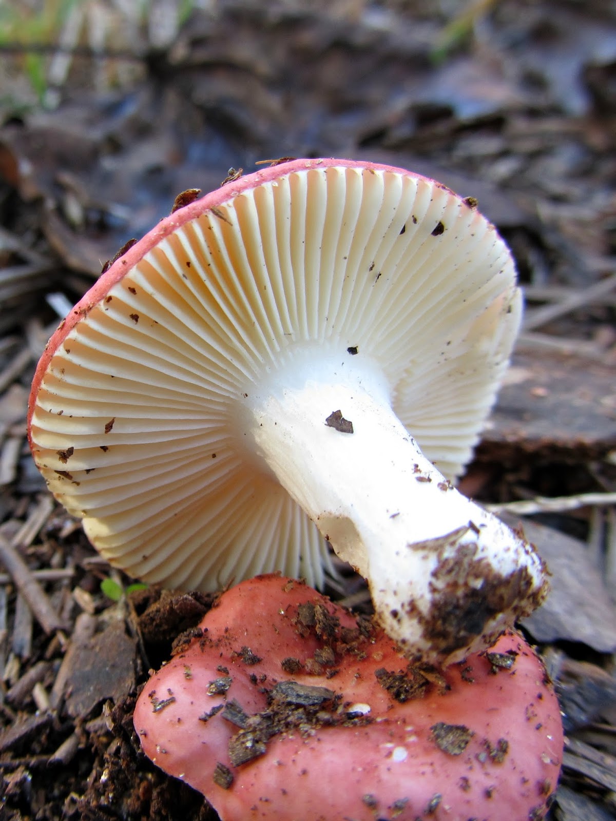 Using Native Plants Mushrooms of the Piedmont (the book)