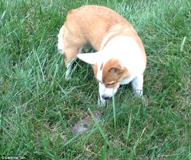 White Wolf : Adorable moment a corgi adopts a tiny wild bunny rabbit ...