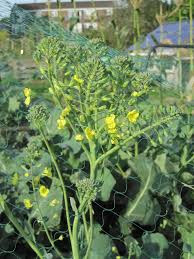 6 Benefits of Yellow Broccoli Flower Plants That Are Not Known Much - Healthy T1ps 6 Benefits of Yellow Broccoli Flower Plants That Are Not Known Much - Healthy T1ps