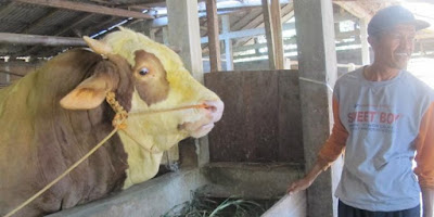 2 Sapi Qurban Terbesar Di Indonesia 2 Sapi Qurban Terbesar Di Indonesia