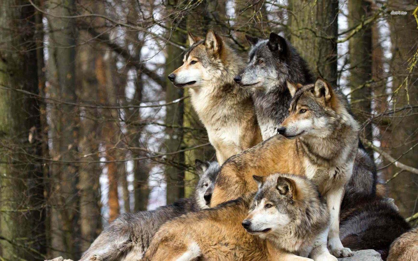 Is the Pack Theory in Dogs Outdated? Australian Dog Lover