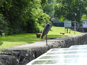 Great blue heron on the Erie Canal, visiting our canal boat at Lock 24