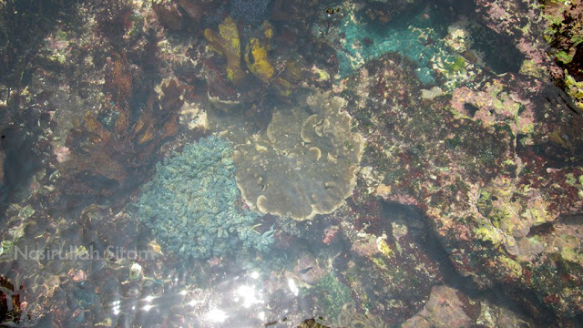Karang-karang terlihat di lautan