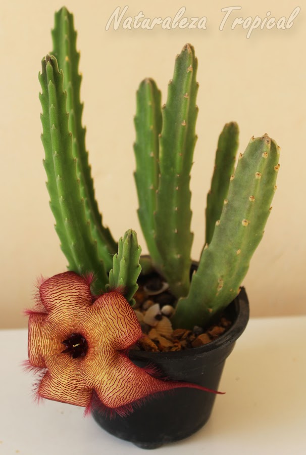 Posible híbrido de la especie Stapelia gigantea