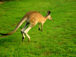 Mengenal Hewan Kangguru (Kanguru), Hewan Berkantung khas Australia