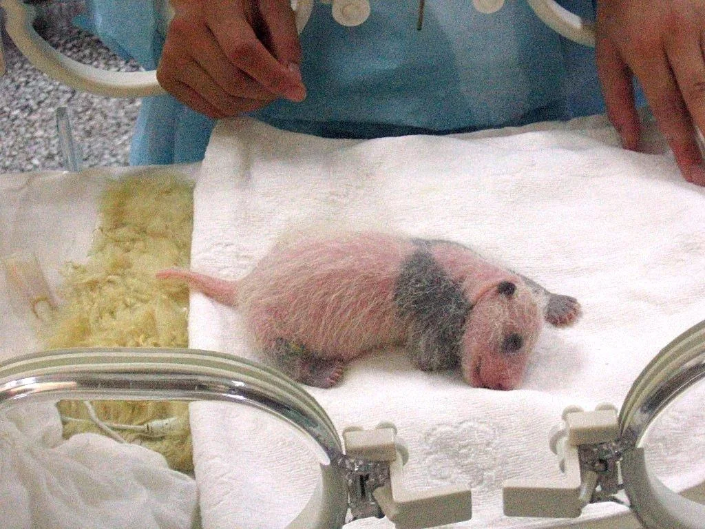 保育器の中で寝ている生後一週間ほどの赤ちゃんパンダ