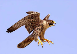 falcon peregrine falcons fastest birds bird flying species types animals flight prey earth canyon falco bryce utah endangered hawk utahbirds