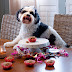 Happy Birthday, Huxley!