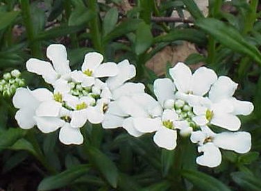 candytuft flower wallpaper candytuft flower wallpaper