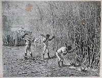 Cuba - Travail des esclaves