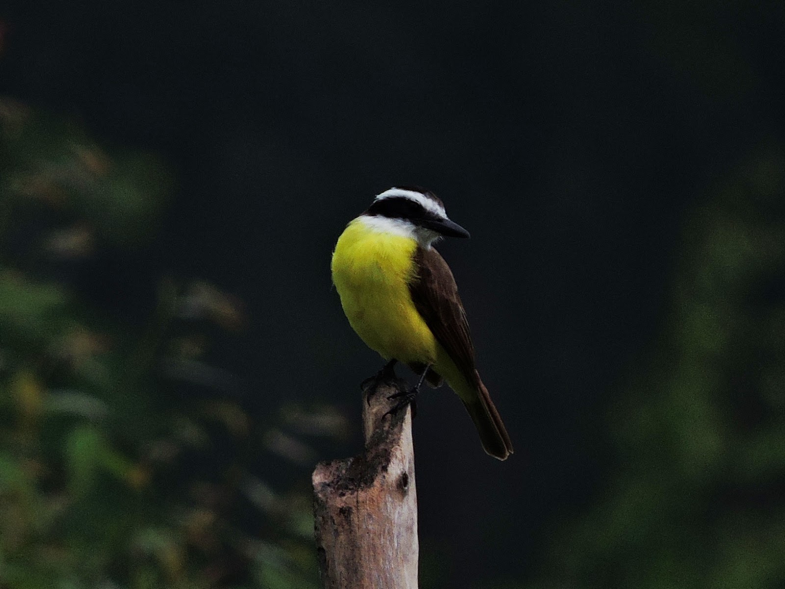 natureza dá show em sao brás reconcavo baiano