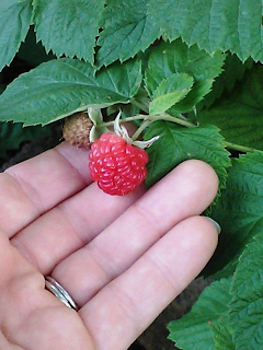 balancing a bright red raspberry in hand, while still attached to the bush 