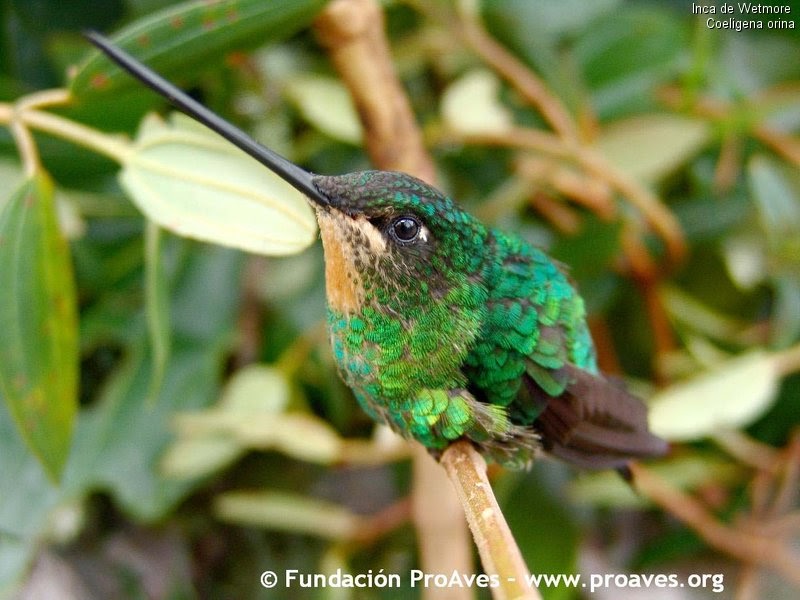 Laberinto en extinción Colibrí del sol (Coeligena orina)