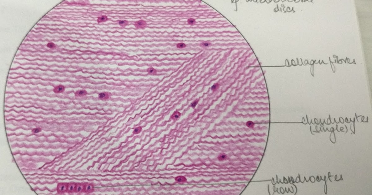 Illustrations White Fibrocartilage General Histology