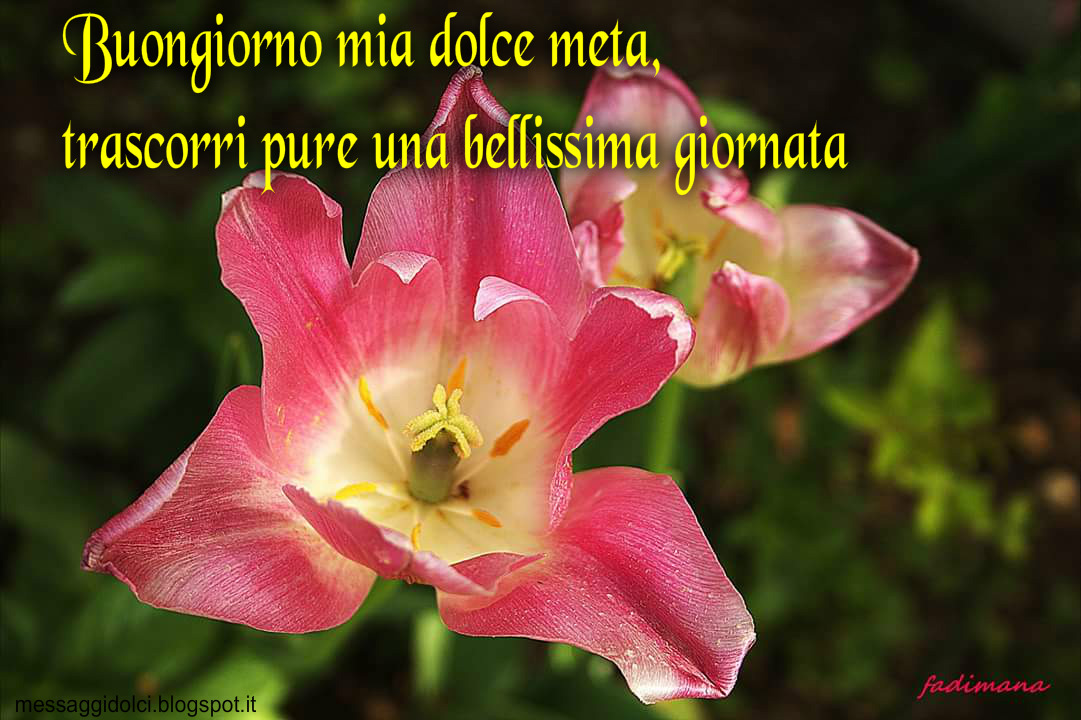 Messaggi Di Buongiorno Frasi Per Augurare Il Buongiorno Messaggi Dolci
