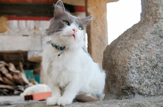 paisajes galicia pontevedra combarro