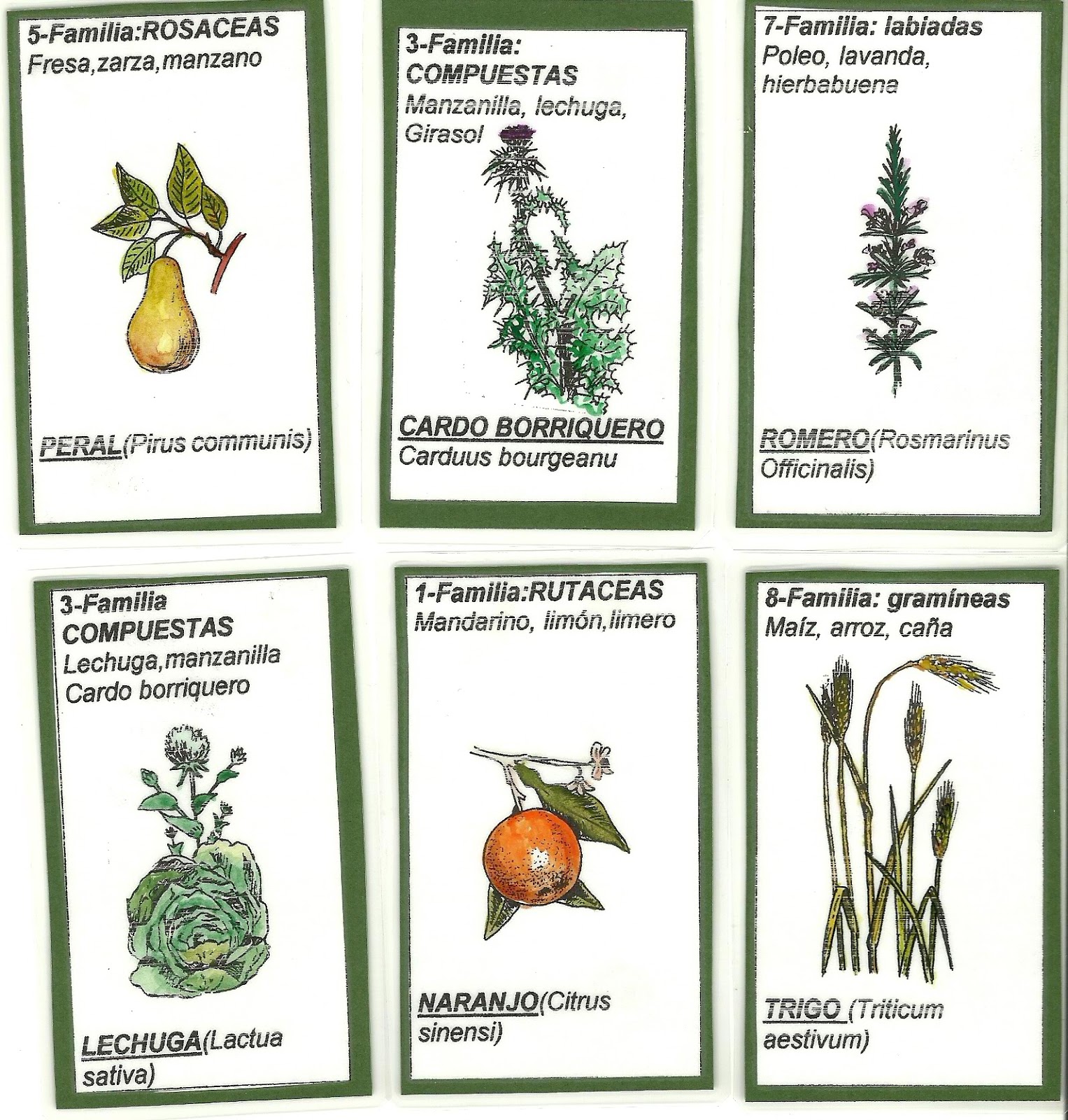 Dávila Botánico Enseñando botánica