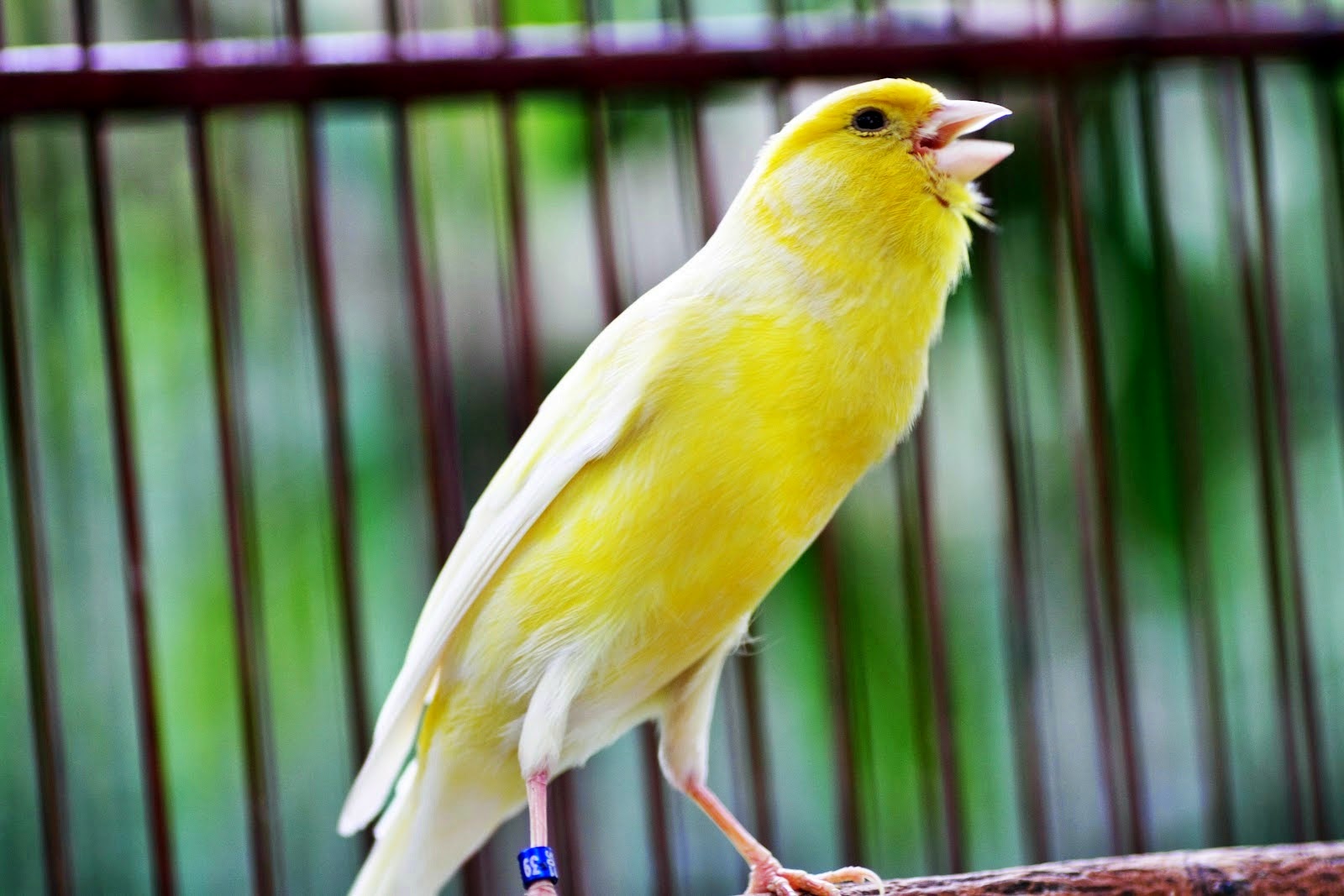 foto burung kenari f1