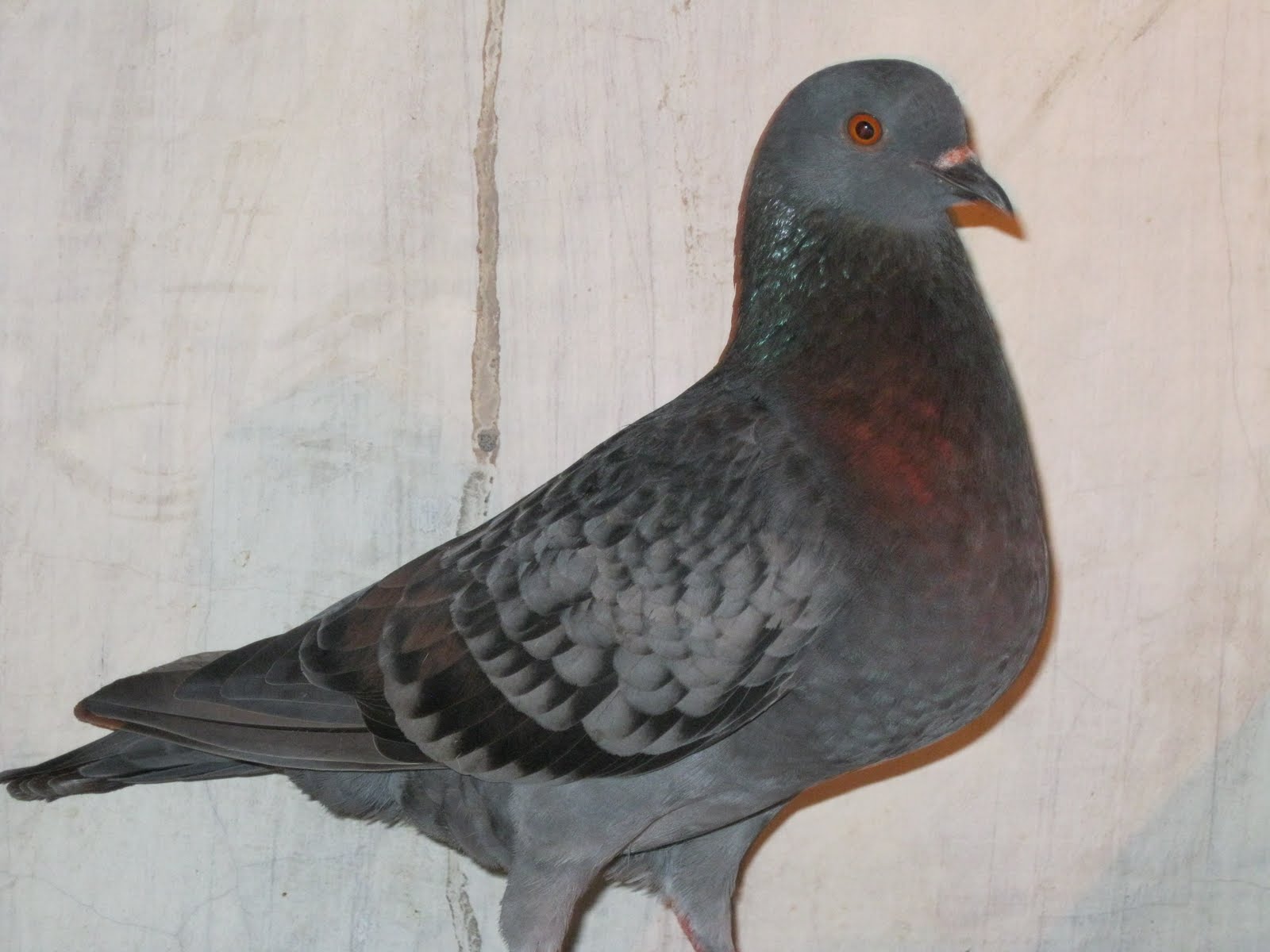 MERPATI BALAP - (UYUD-RUMI): Juni 2011