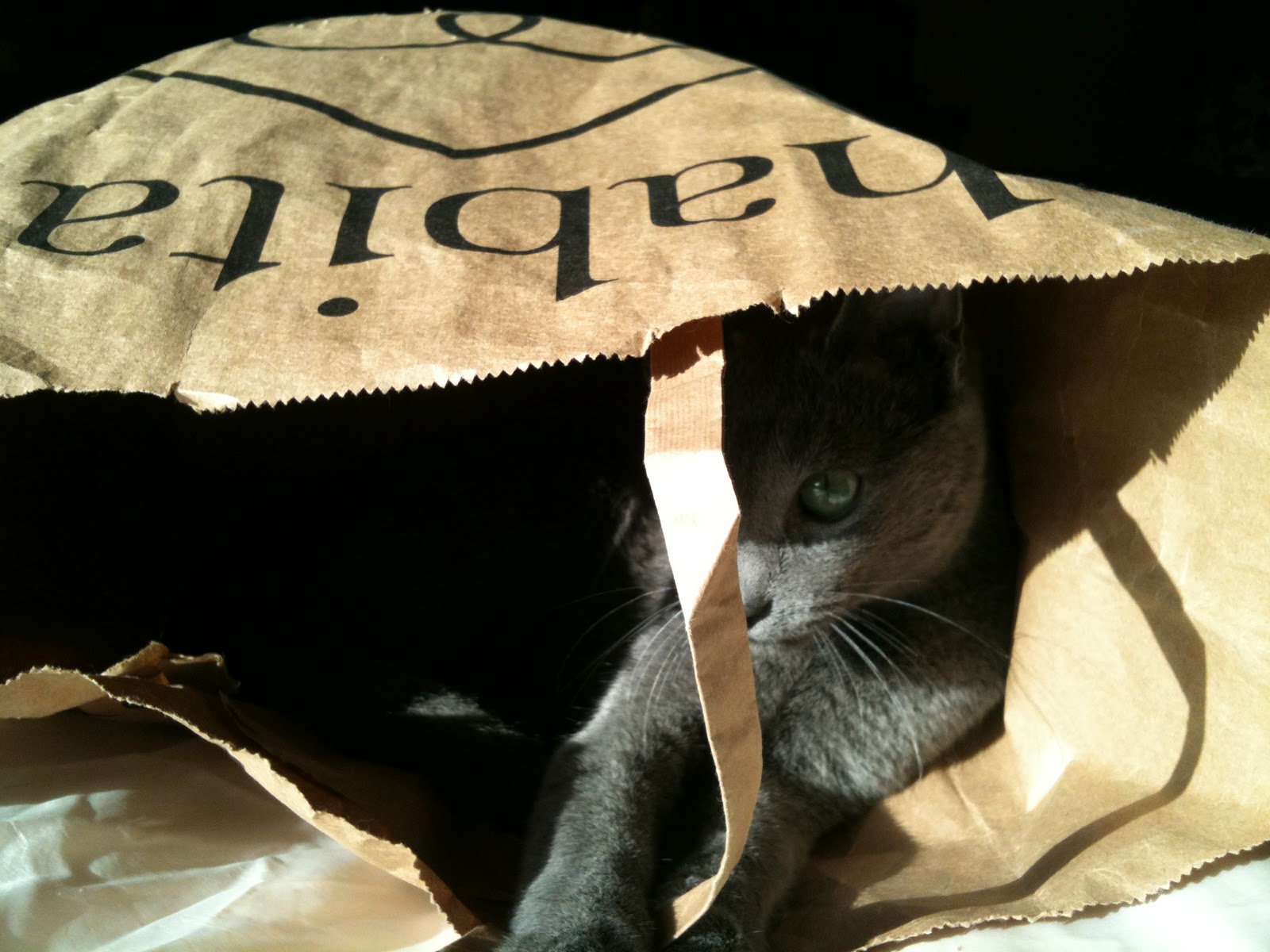 confessions of a cat breeder Cat in a bag