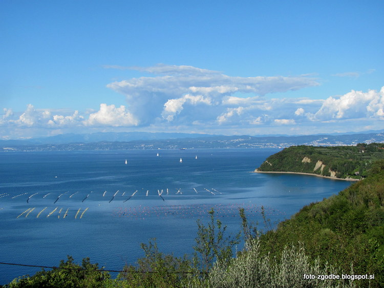 Pacug Slovenija, J. Primorska