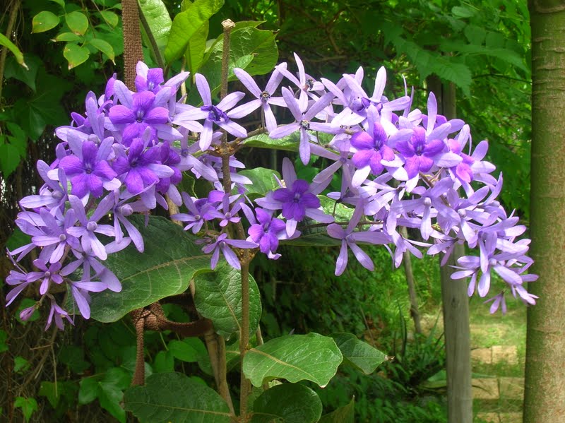 Recregarden: PETREA VOLUBILIS